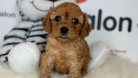 Toy poodle Yavru - BROWN DİŞİ